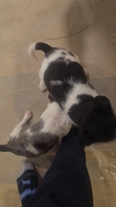 Jackapoo dogs for sale: Silas - Video 1