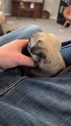 Pug dogs for sale: Champion Polly - Video 1