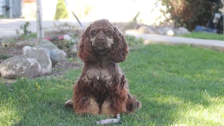 Cocker Spaniel dogs for sale: Dane - Video 1