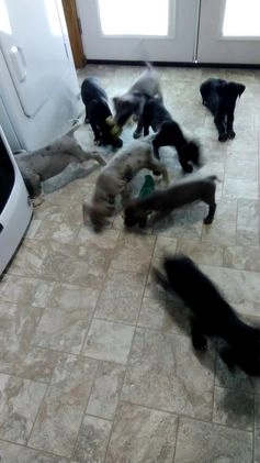 Great Dane dogs for sale: Lincoln - Video 2