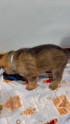 German Shepherd dogs for sale: Titus - Video 1