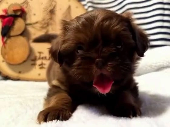 Shih Tzu dogs for sale: Liam - Video 1