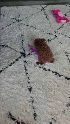 Toy Poodle dogs for sale: Bella - Video 1