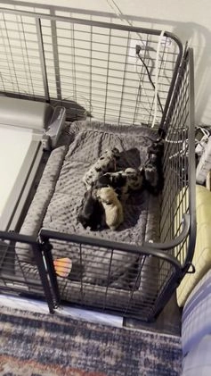 Miniature Schnauzer dogs for sale: Maple - Video 1