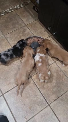 Miniature Dachshund dogs for sale: Niko - Video 1