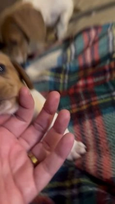 Miniature Dachshund dogs for sale: Miniature Dachshund SH Girl - Video 1