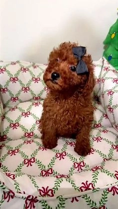 Toy Poodle dogs for sale: Tiny Hermes  - Video 1