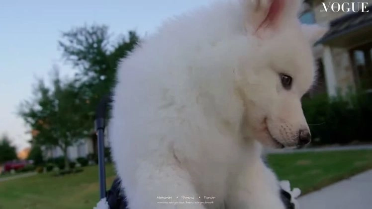 Alaskan Malamute dogs for sale: Xi Xi - Video 1