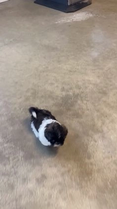 Shih Tzu dogs for sale: Snickers - Video 3