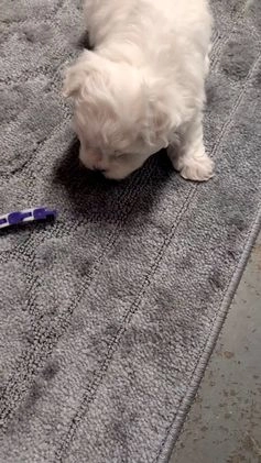 Maltese dogs for sale: Kona - Video 1