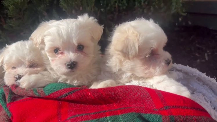 Maltese dogs for sale: Suger SPOT🎄❤️AKC Genetic Health Tested 🎄Call 717-464-4230 - Video 2