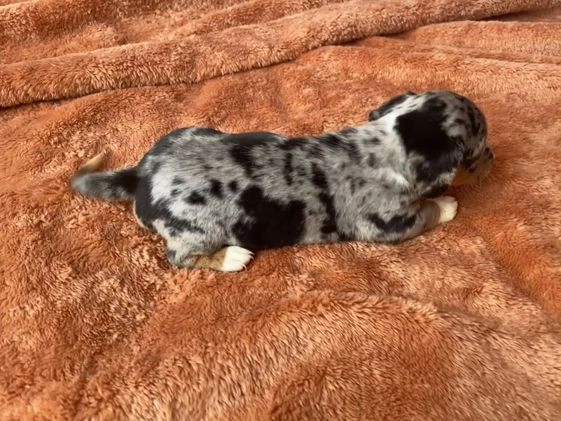 Dachshund dogs for sale: Luna  - Video 1