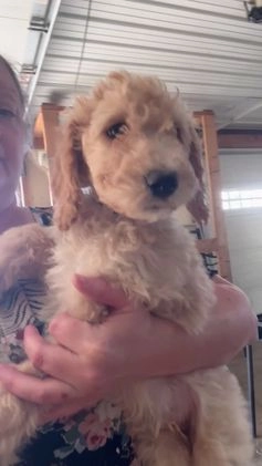 Mixed Breed dogs for sale: Mixed Breed Puppy 1 - Video 1