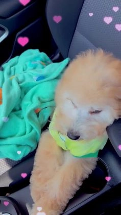 Mixed Breed dogs for sale: Bruno - Video 2