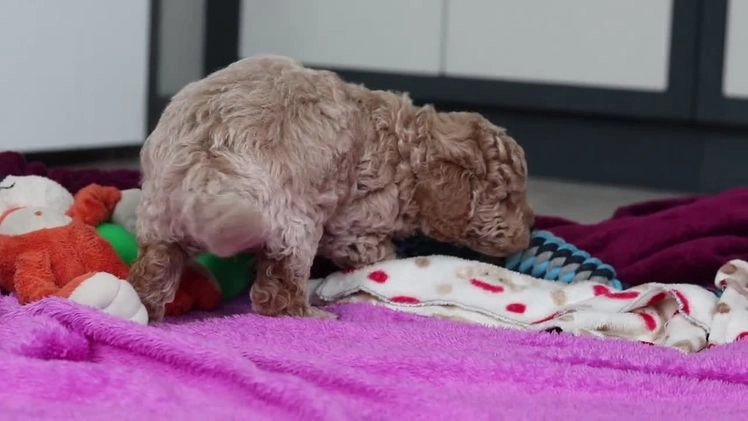 Mini Goldendoodle dogs for sale: Hallie - Video 1