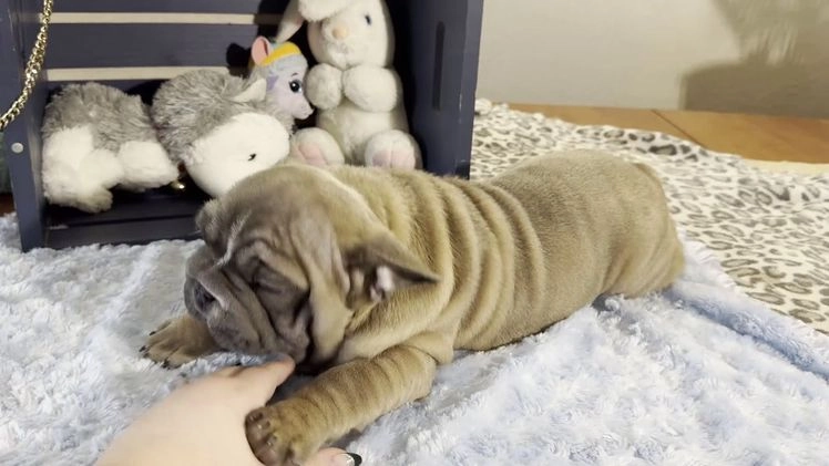 French Bulldog dogs for sale: Alex - Video 1