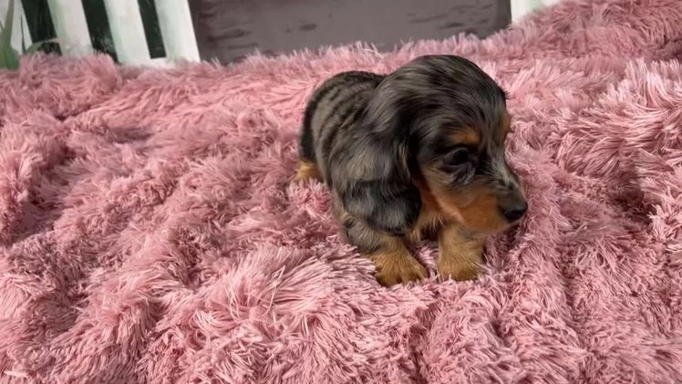 Miniature Dachshund dogs for sale: AKC-Maggie - Video 1