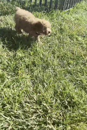 Miniature Poodle dogs for sale: Petunia - Video 1