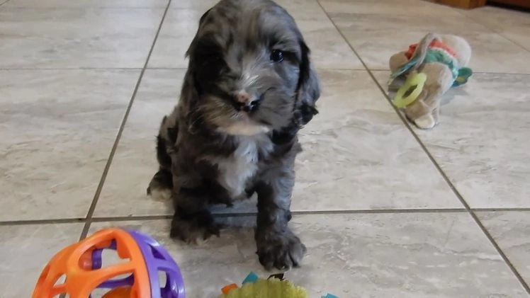 Cockapoo dogs for sale: Bentley - Video 2