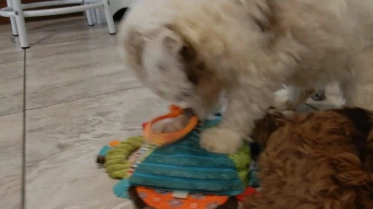 Cockapoo dogs for sale: Lauren - Video 2