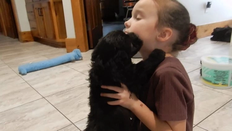 Sheepadoodle dogs for sale: Thunder - Video 2