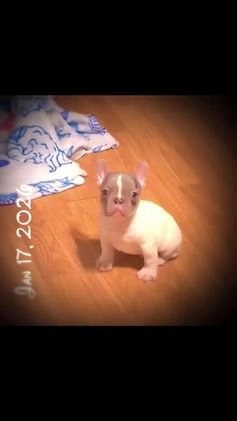French Bulldog dogs for sale: Cupid  - Video 2