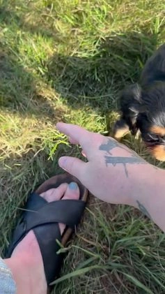 Cavalier King Charles Spaniel dogs for sale: Roscoe - Video 1