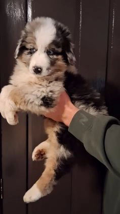 Miniature Australian Shepherd dogs for sale: Buck - Video 1