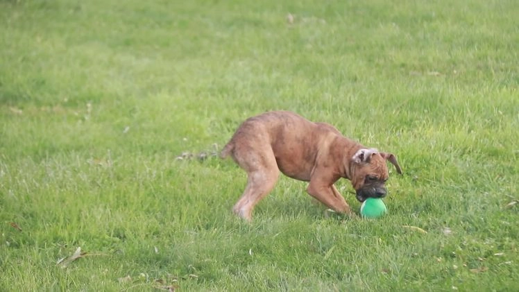 Boxer dogs for sale: Hallie - Video 6