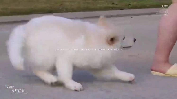 Alaskan Malamute dogs for sale: Xi Xi - Video 2