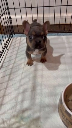 French Bulldog dogs for sale: French Bulldog Puppy 2 - Video 1