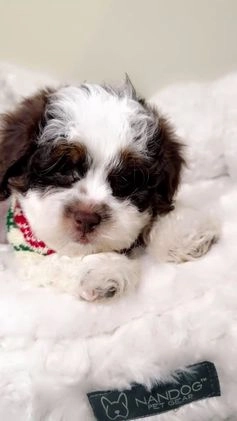 Shihpoo dogs for sale: Oakley  - Video 1