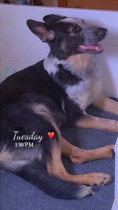 German Shepherd dogs for sale: German Shepherd Puppy 2 - Video 3