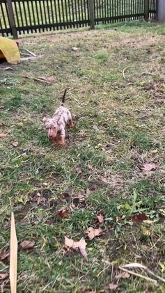 Miniature Dachshund dogs for sale: Billy - Video 1