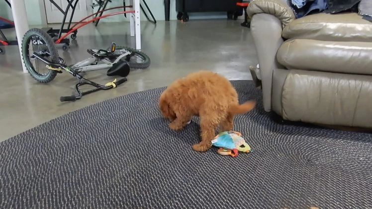 Mini Goldendoodle dogs for sale: Tillie - Video 3