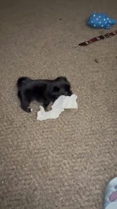 Mixed Breed dogs for sale: Mixed Breed Puppy 2 - Video 2