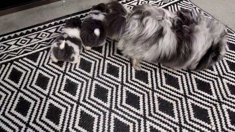 Pomeranian dogs for sale: Yogi  - Video 3