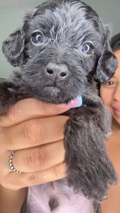 Mixed Breed dogs for sale: Fareed - Video 1