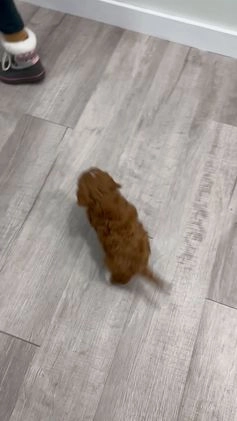 Cavapoo dogs for sale: Candy - Video 1