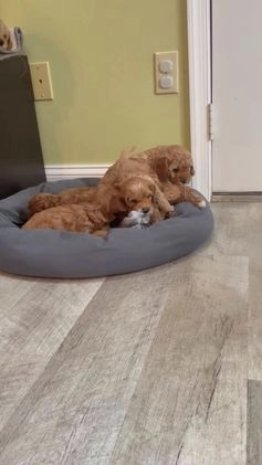 Cavapoo dogs for sale: Josie - Video 2