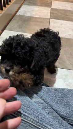 Miniature Poodle dogs for sale: Olive - Video 1