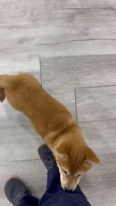 Shiba Inu dogs for sale: Marcie - Video 1