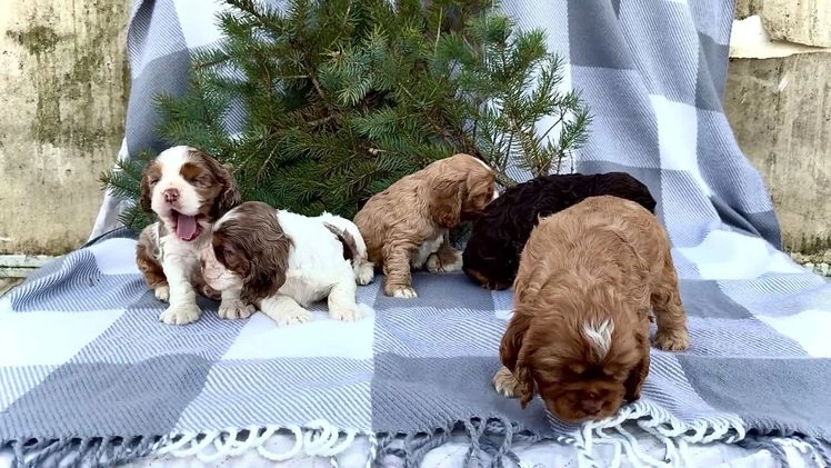 Cocker Spaniel dogs for sale: Tony - Video 1
