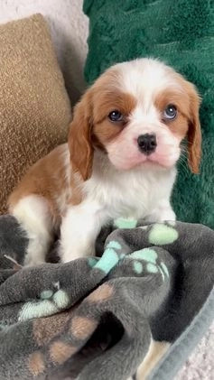 Cavalier King Charles Spaniel dogs for sale: Alfie - Video 1