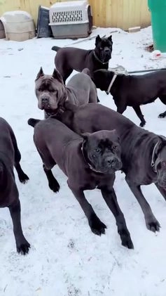 Cane Corso dogs for sale: Hulk  - Video 2