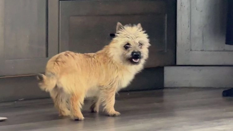 Cairn Terrier dogs for sale: Jayce - Video 1