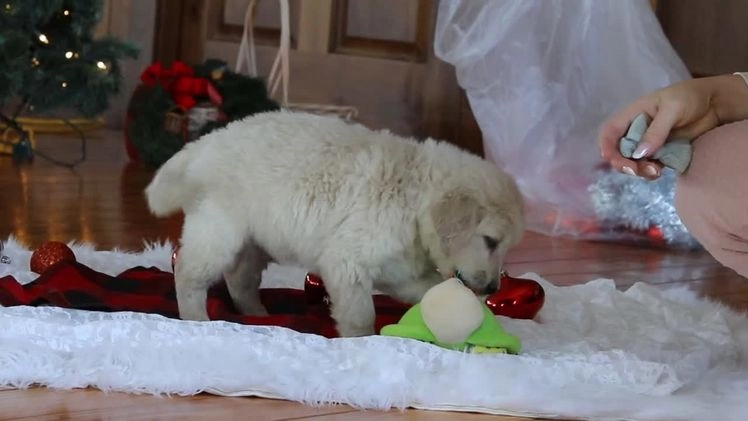 Golden Retriever dogs for sale: Dash - Video 2