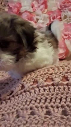 Shih Tzu dogs for sale: Winston  - Video 1