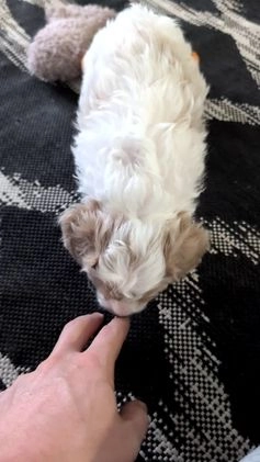 Cavapoo dogs for sale: Duke - Video 1