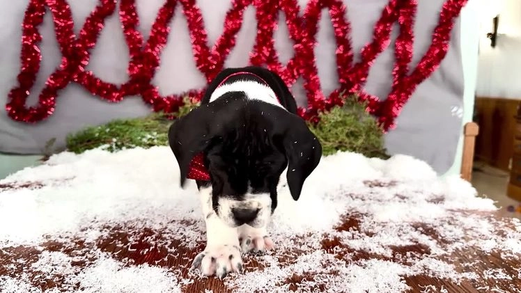 Great Dane dogs for sale: Cookie - Video 2